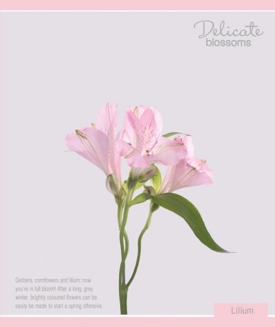 .48 . ."Delicate blossoms" - .489518/UV/6